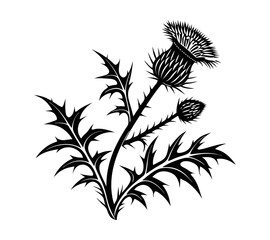 Scottish thistle vector Line art in Celtic style flower illustration