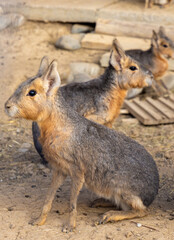 A family of Patagonian Rabbit (Patagonian mara) with selective focus