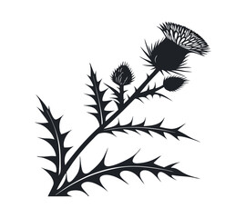 Naklejka premium Scottish thistle vector Line art in Celtic style flower illustration