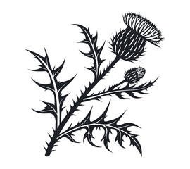 Naklejka premium Scottish thistle vector Line art in Celtic style flower illustration