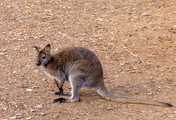 Close-up of a Red-necked wallaby (Macropus rufogriseus) © sebi_2569