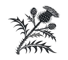 Scottish thistle vector Line art in Celtic style flower illustration