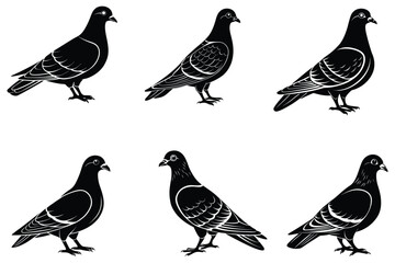 Fototapeta premium a pigeon silhouette vector illustration on white bg