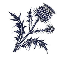 Scottish thistle vector Line art in Celtic style flower illustration