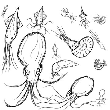 Cephalopod Diversity 4K Wallpaper Transparent Isolated Background Squid Octopus Nautilus Cuttlefish Ammonite