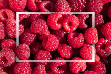 Ripe raspberries. Raspberry background. Banner of fresh ripe organic raspberries. Juicy berry