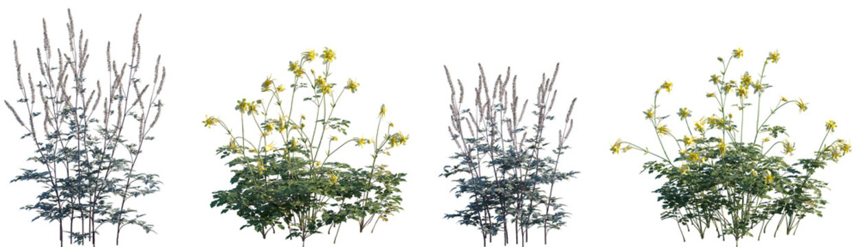 Set of frontal Actaea simplex and Aquilegia chrysantha isolated png on a transparent background perfectly cutout high resolution