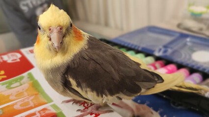 Feathered Friend: The Playful Nature of a Cockatiel