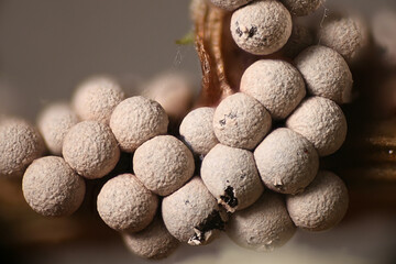 Badhamia lilacina, slime mold from Finland, no common English name