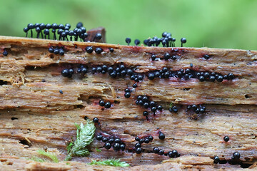 Cribraria purpurea, purple slime mold from Finland, no common Englush name
