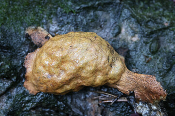 Fuligo leviderma, a slime mold from Finland, no common English name