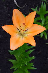 Close-Up of Bright Orange Lily in Bloom