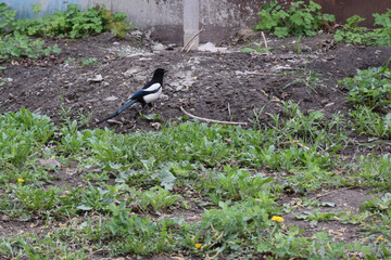 A magpie walking in a field with green vegetation and grass. Foraging Magpie in Natural Landscape