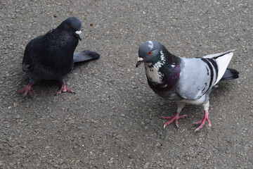 Two pigeons walking on asphalt ground.