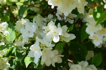Vibrant Jasmine Blossoms Surrounded by Green Leaves