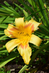 Vibrant Yellow Flower Blooming in Natural Setting
