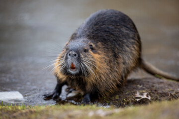 A nutria or coypu (Myocastor coypus) stands on the bank of a frozen pond