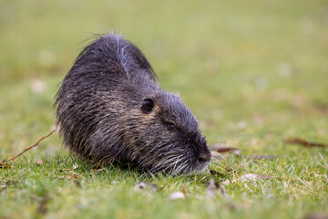 A nutria or coypu (Myocastor coypus) knibbles on a meadow