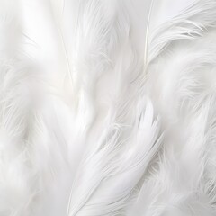 Fototapeta premium A close up of white feathers
