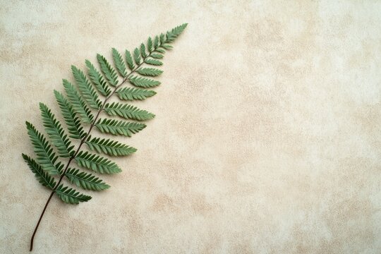 Fern Leaf on Beage Background