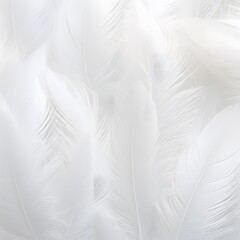 A white feather with a black tip