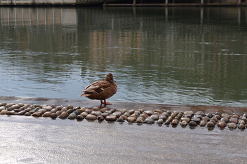 Canard au bord du fleuve