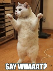 Confused Cat Stands Upright with Comedic 'Say Whaaat' Text Meme