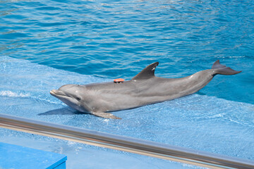 Dolphin with activity tracker. Exhibition of dolphins in captivity.