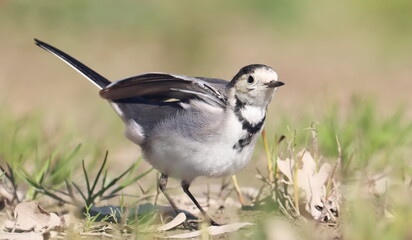 White Wagtail, Motacilla alba, birds of Montenegro	
