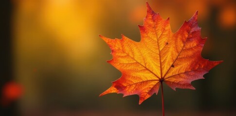 Fototapeta premium Close-up of a single beech leaf, vibrant autumn hues, backdrop, red, botanical