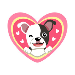 Vector cartoon valentine cute boston terrier dog with big heart for design.