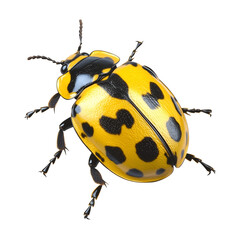 yellow and black ladybug isolated png transparent background