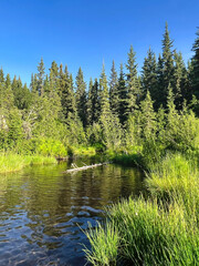 Fototapeta premium Green trees around water with a log on a sunny summer evening at Clearwater Creek in Delta Junction, Alaska.