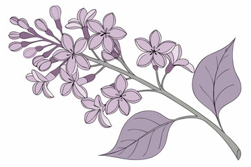 branch of lilac