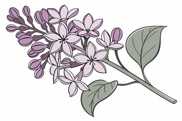 branch of lilac