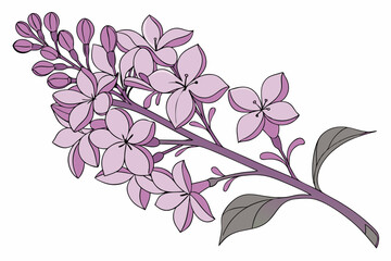 branch of lilac