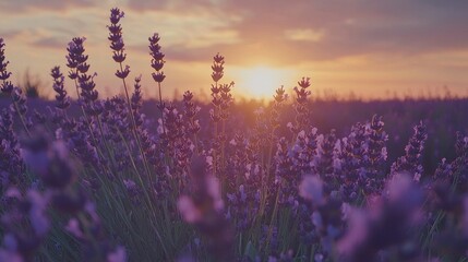 Naklejka premium A tranquil view of blooming lavender fields during sunset, with soft purple flowers and a warm, colorful sky that creates a peaceful ambiance in the countryside