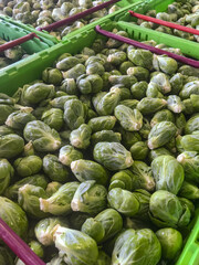 Bins Of Harvested Brussels Sprouts After Grading And Sorting