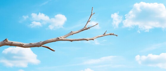 Obraz premium Bare branch against blue sky, clouds; nature