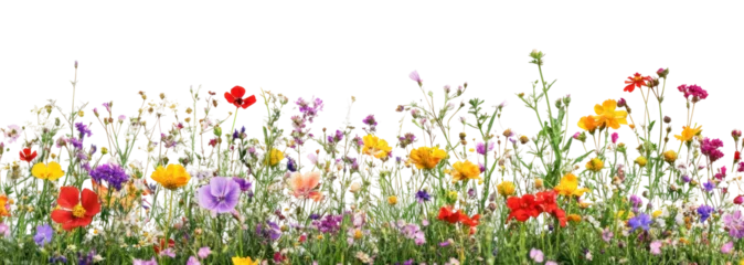 PNG Foreground flower gardens and meadows flowers spring background.