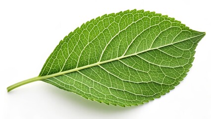 Obraz premium Single Green Leaf Detailed Macro Photography of Leaf Veins, Nature, Botany, Plant , Leaf Structure Leaf, Botany