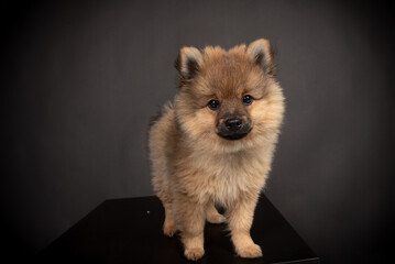 Spitz Welpe im Fotos Studio Mittelspirt orange sable