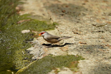 The common waxbill (Estrilda astrild), also known as the St Helena waxbill, is a small passerine bird belonging to the estrildid finch family. Fortaleza Ceará, Brazil.