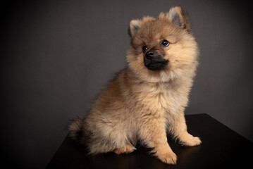 Spitz Welpe im Fotos Studio Mittelspirt orange sable