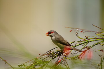 The common waxbill (Estrilda astrild), also known as the St Helena waxbill, is a small passerine bird belonging to the estrildid finch family. Fortaleza Ceará, Brazil.