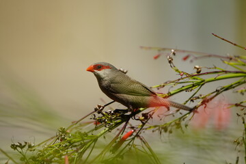The common waxbill (Estrilda astrild), also known as the St Helena waxbill, is a small passerine bird belonging to the estrildid finch family. Fortaleza Cear&aacute;, Brazil.