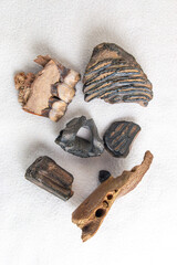 Prehistoric fossils of teeth and jaw bones of megafauna such as cave bear, woolly mammoth, rhino...