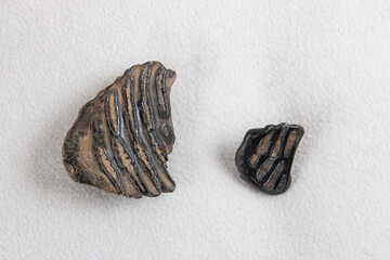 rehistoric doggerland dutch fossils of teeth of woolly mammoth megafauna © andrewbalcombe