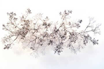 Aerial view of snow-covered branches forming a delicate, wintery pattern against a white background.