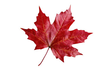 maple leaf isolated on white